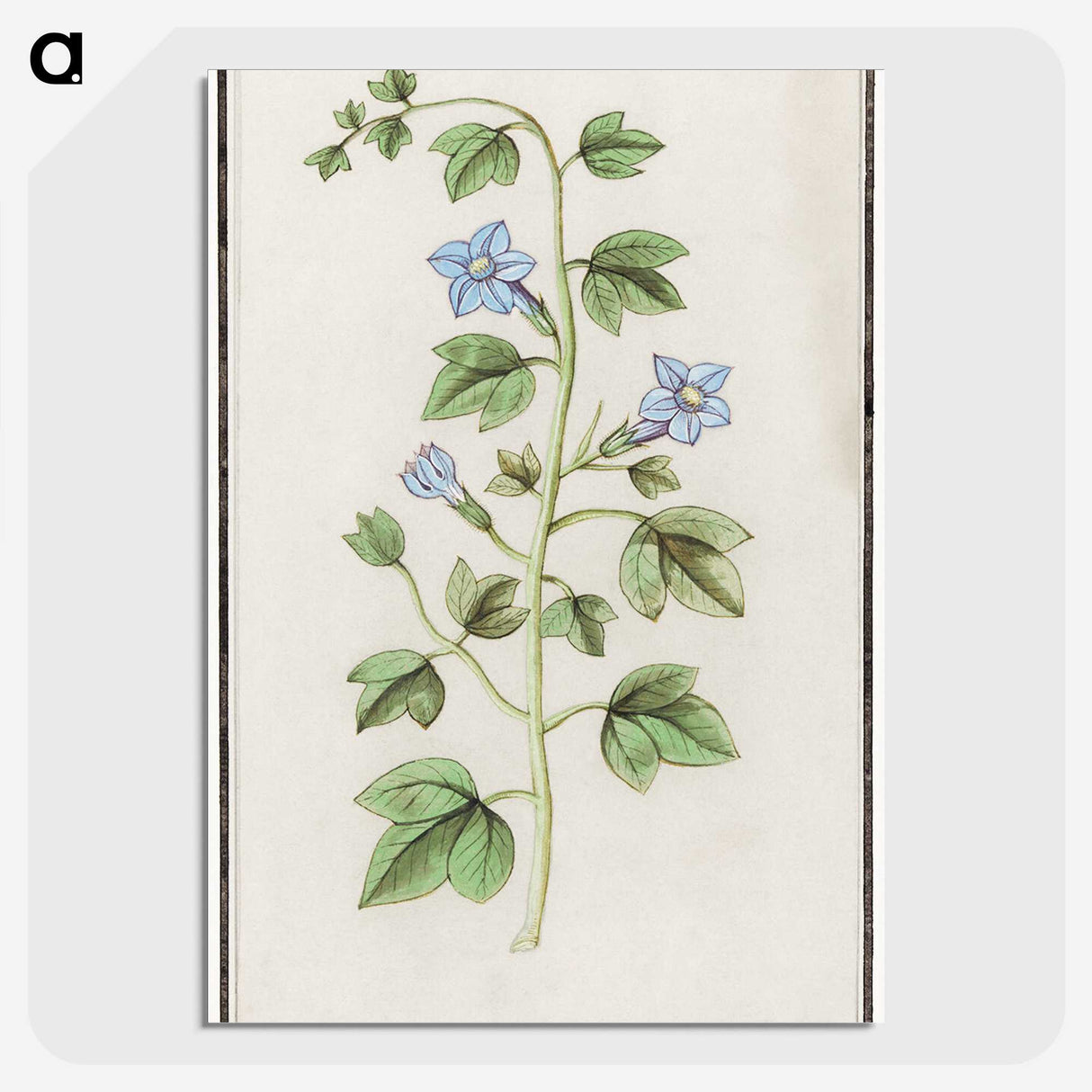 2-29_Anselmus-Boetius-de-Boodt_picture-crop