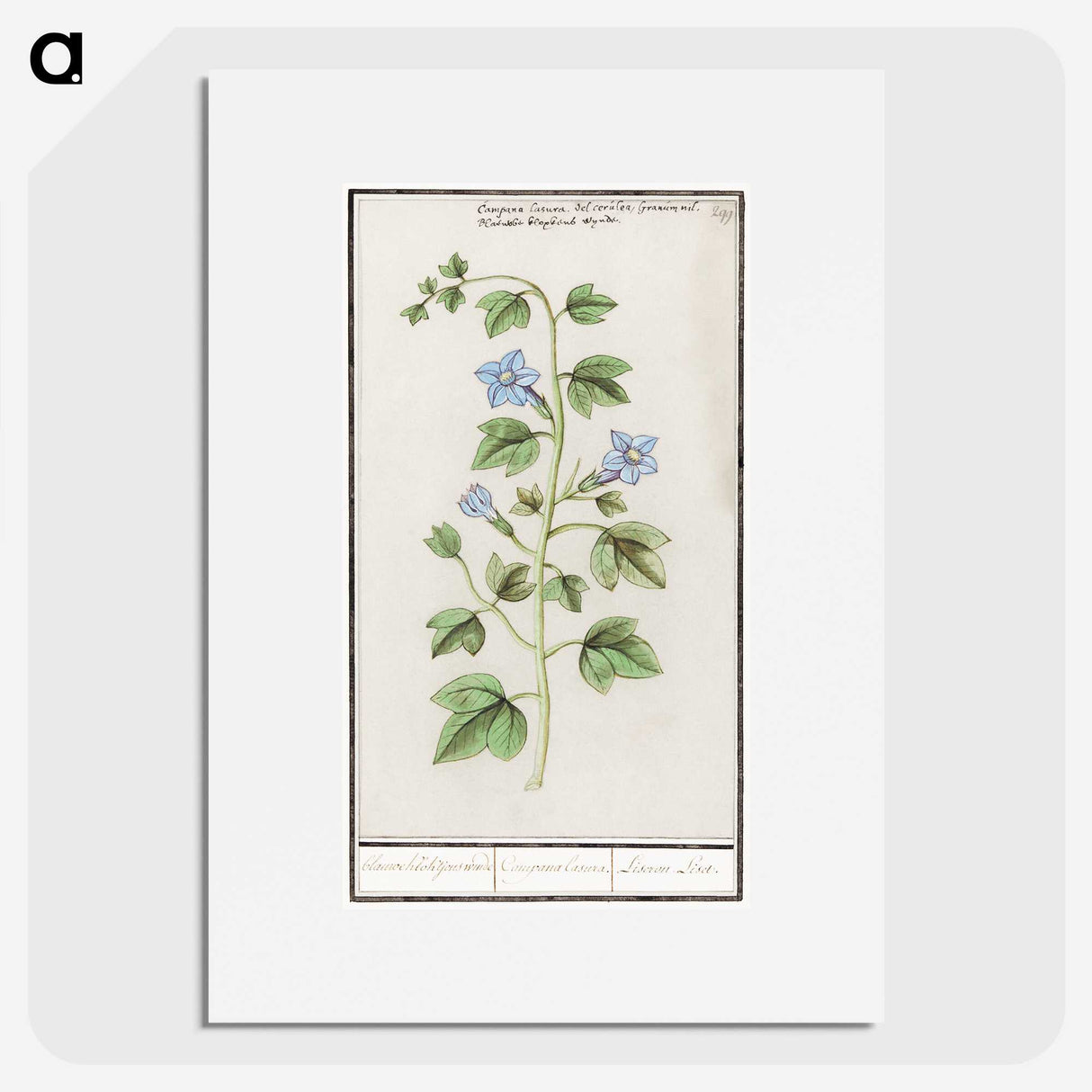 2-29_Anselmus-Boetius-de-Boodt_picture
