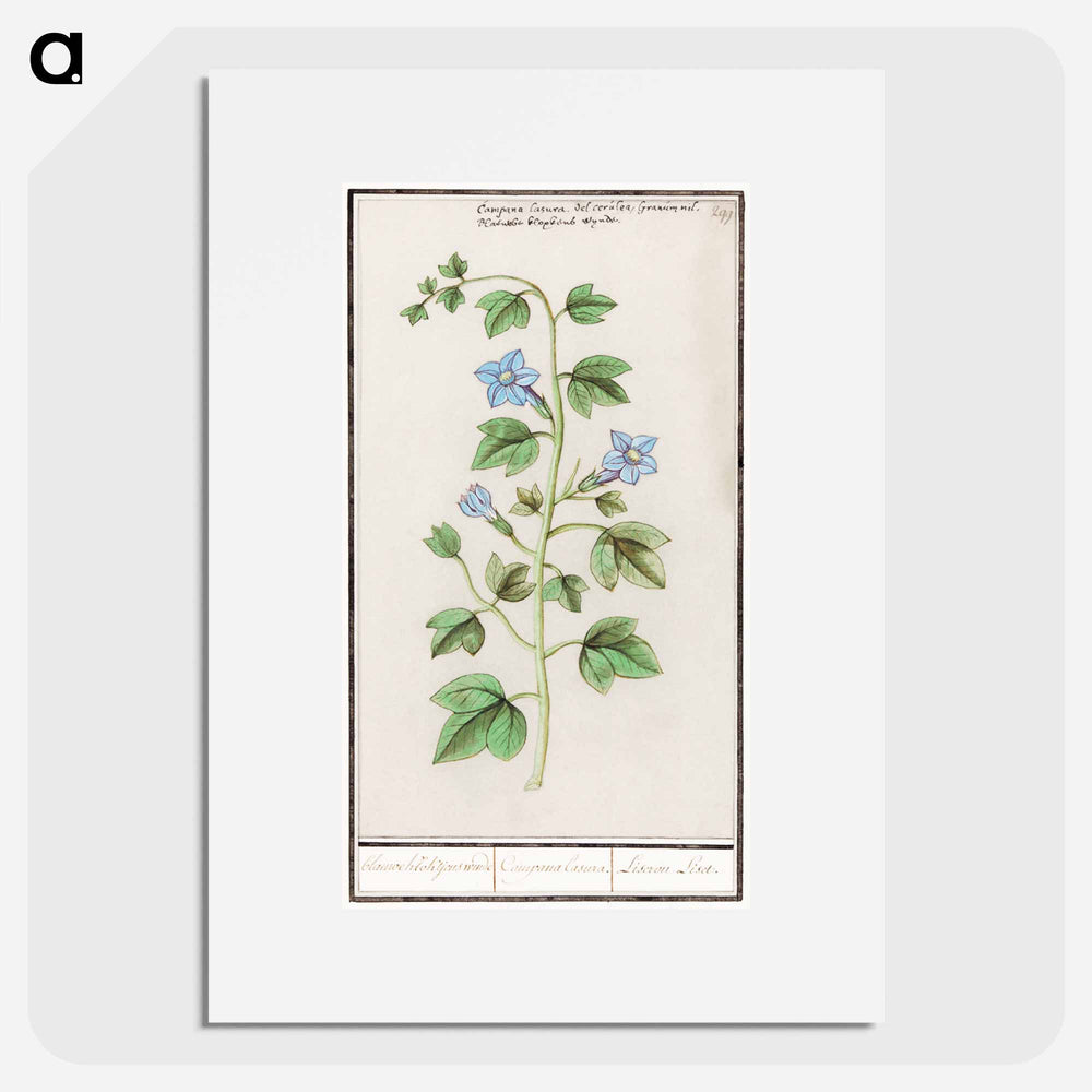 Bell, Campanula - アンセルムス ボエティウス デ ブート Poster.