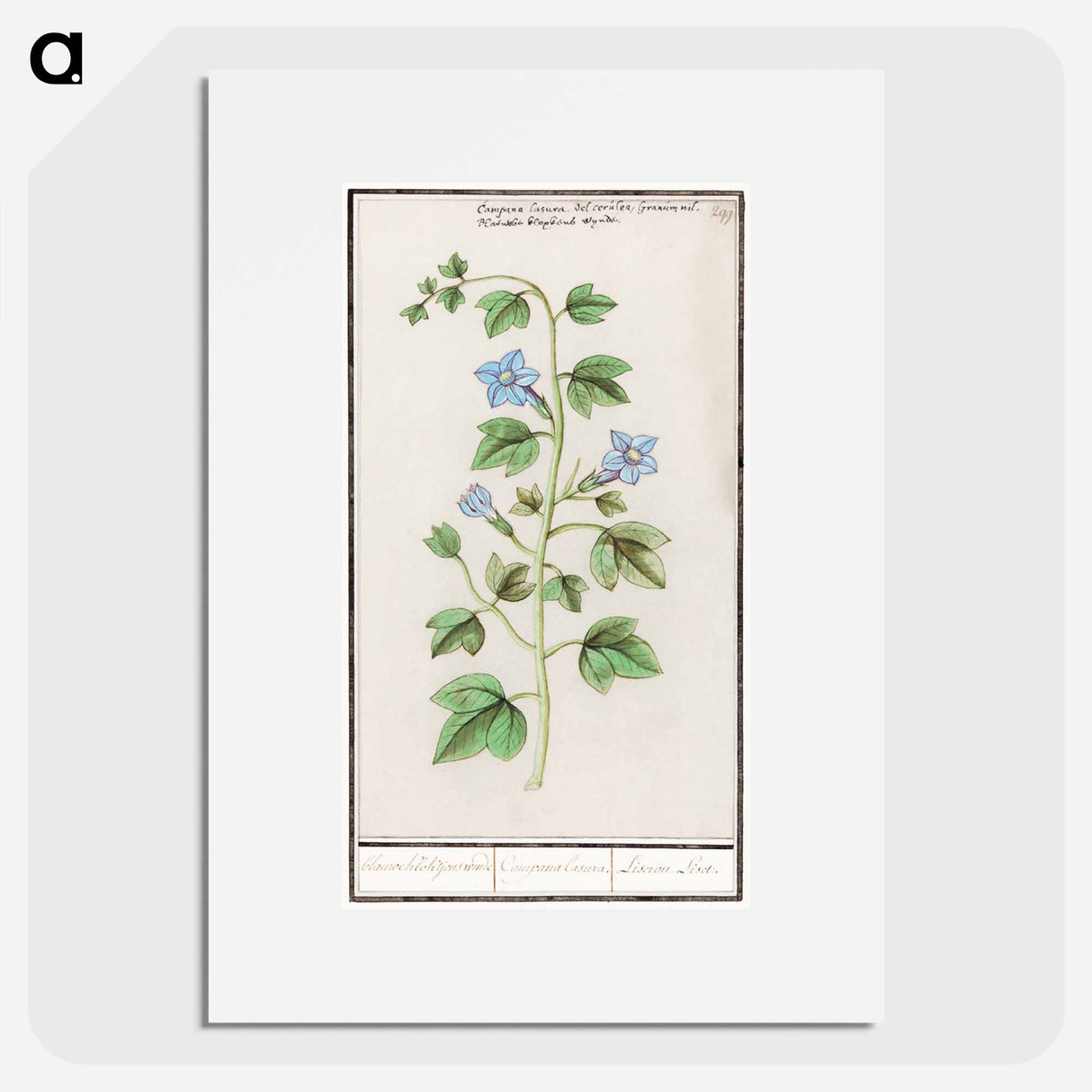 アートポスター-Bell, Campanula - アンセルムス ボエティウス デ ブート Poster.