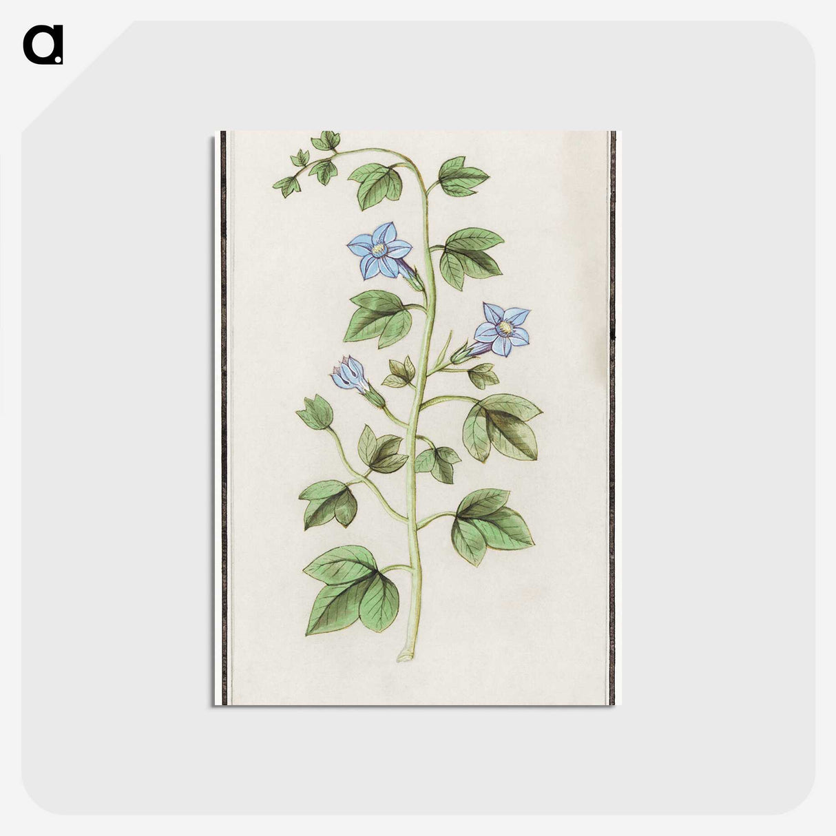 2-29_Anselmus-Boetius-de-Boodt_postcard