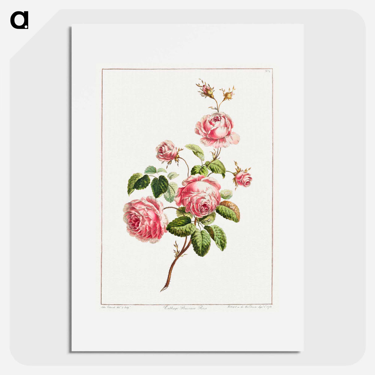 アートポスター-Cabbage Provence Rose
- クリーブランド美術館 Poster.
