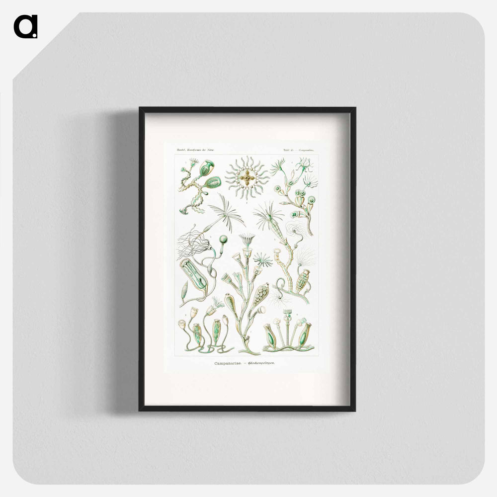 Campanariae–Glockenpolypen - エルンスト ヘッケル Poster.