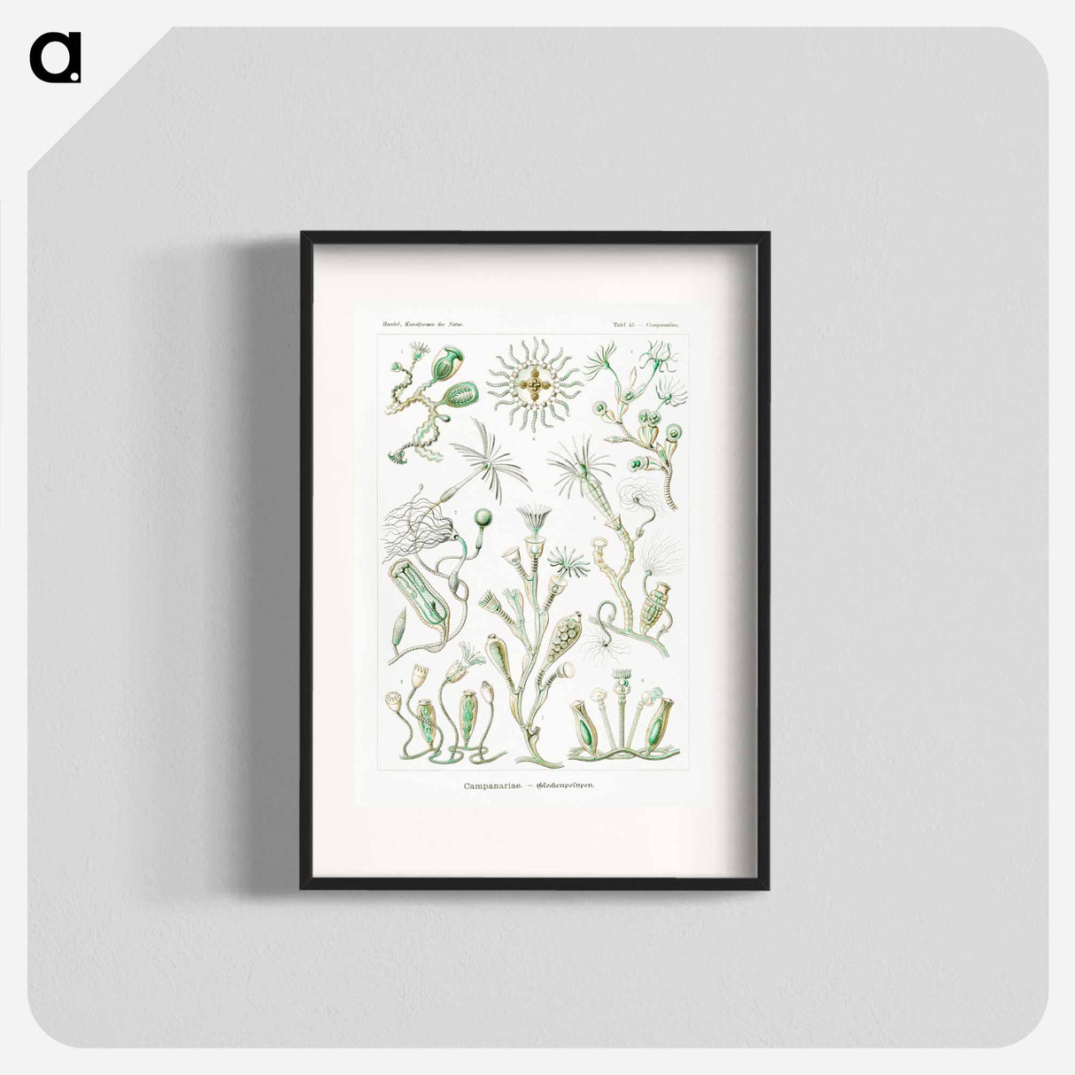 Campanariae–Glockenpolypen - エルンスト ヘッケル Poster.