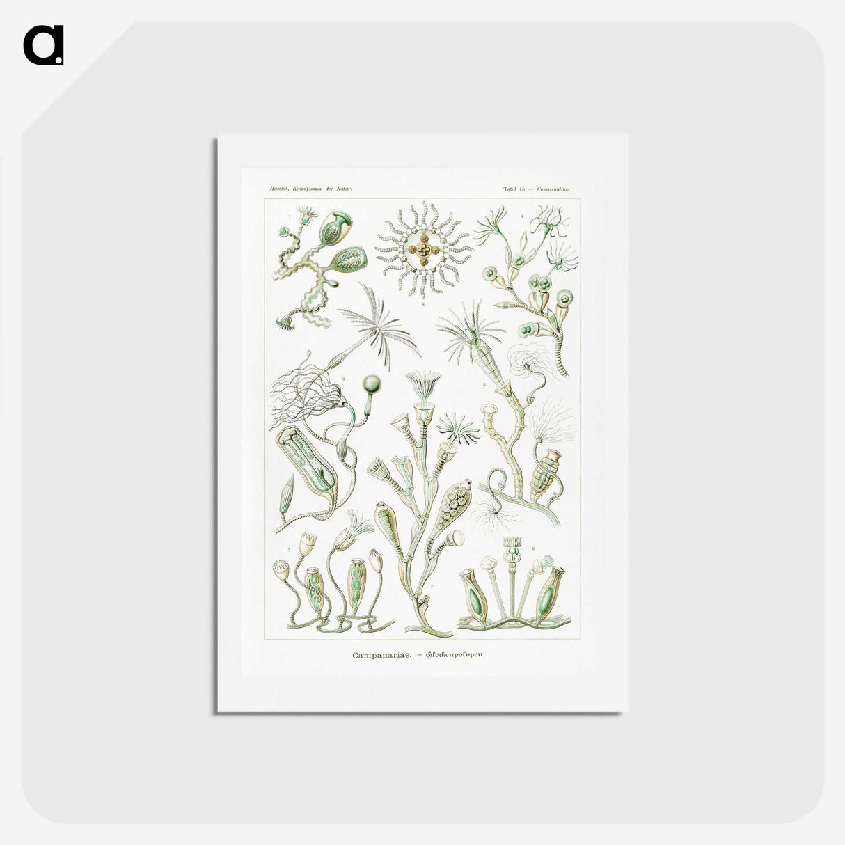2-29_Ernst-Haeckel_hagaki