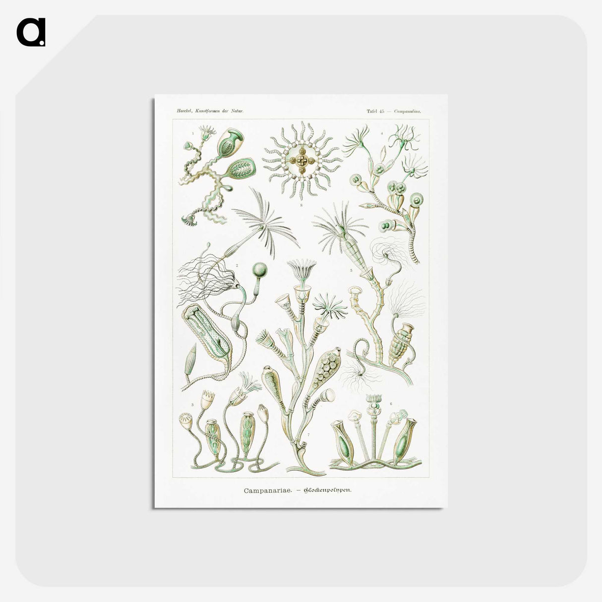 2-29_Ernst-Haeckel_postcard