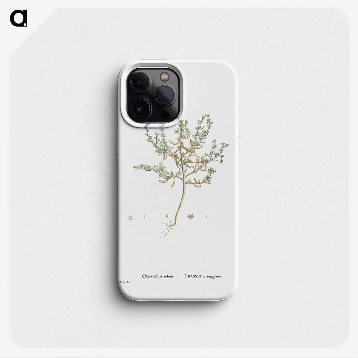 2-29_Histoire-des-Plantes-Grasses_phone