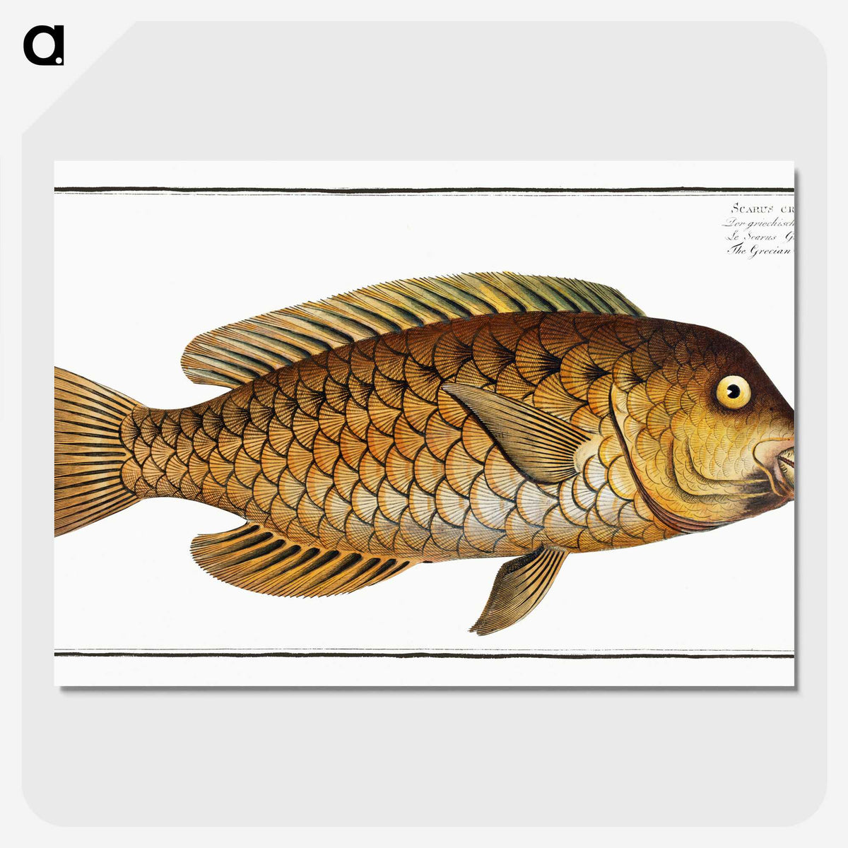 2-29_Ichtyologie-ou-Histoire-naturelle_picture-crop