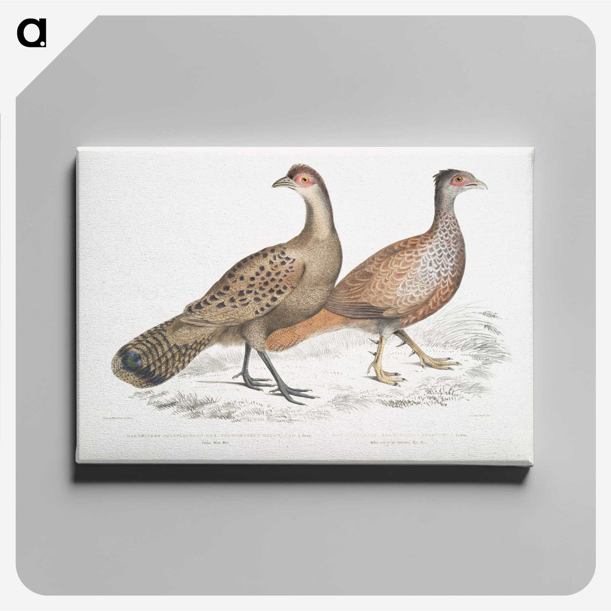 2-29_Indian-Zoology_canvas