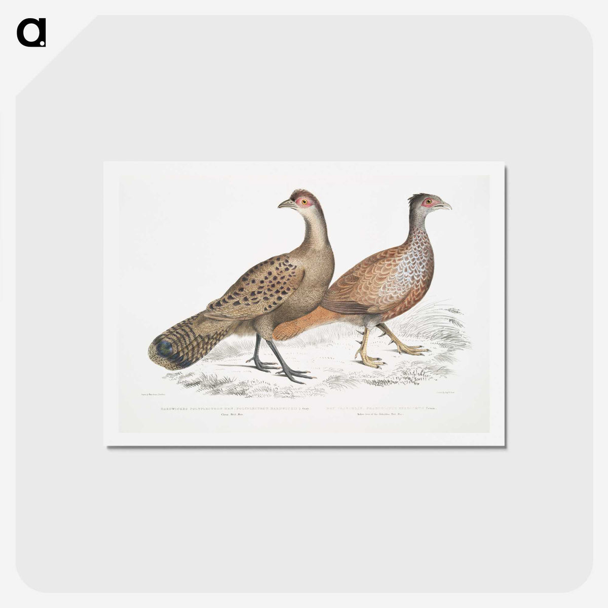 2-29_Indian-Zoology_hagaki