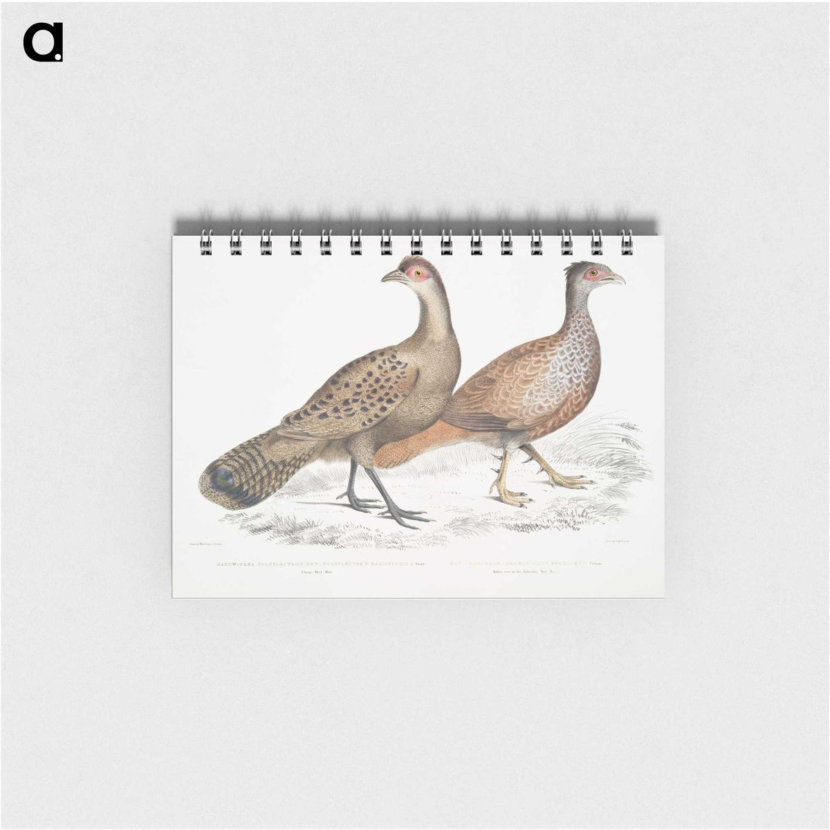 2-29_Indian-Zoology_memo