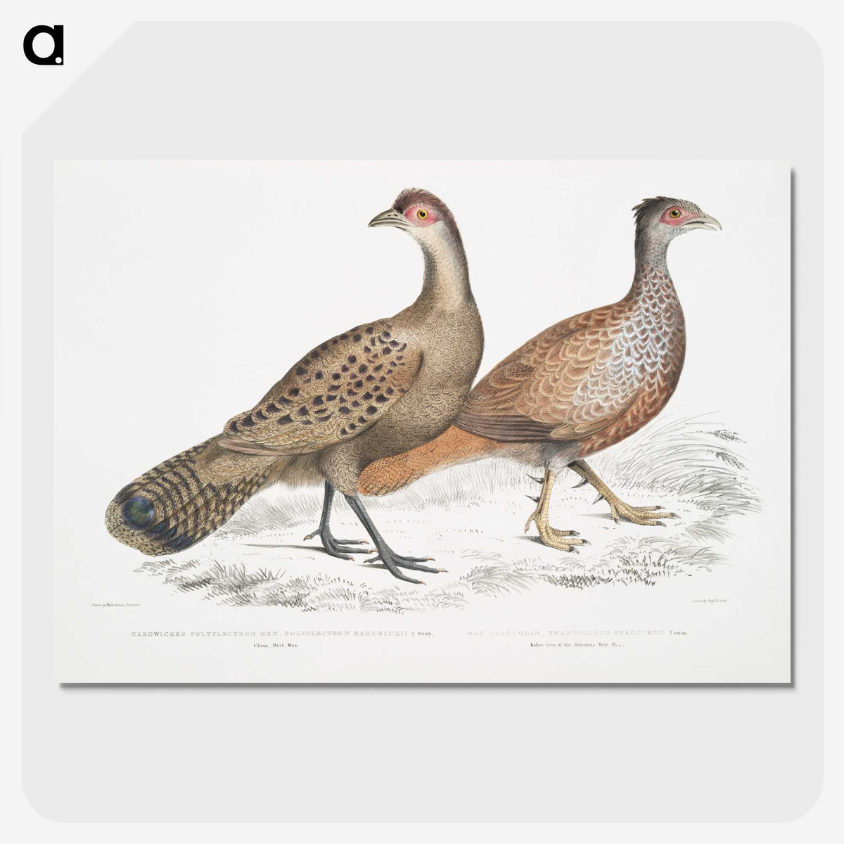 2-29_Indian-Zoology_picture-crop