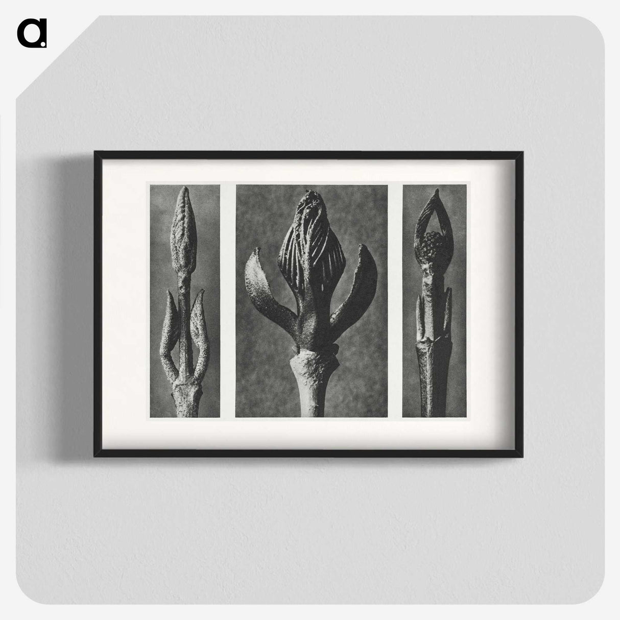 2-29_Karl-Blossfeldt_blk