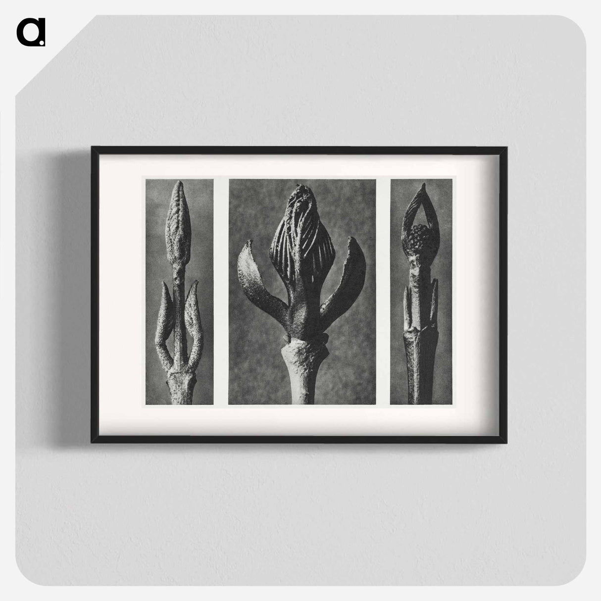 Callicarpa Dichotoma (Beautyberry) enlarged 7 times, Fraxinus Ornus (Flowering Ash) enlarged 6 times, and Cornus Pubescens (Dogwood) enlarged 8 times from Urformen der Kunst by. - カール ブロスフェルト Poster.