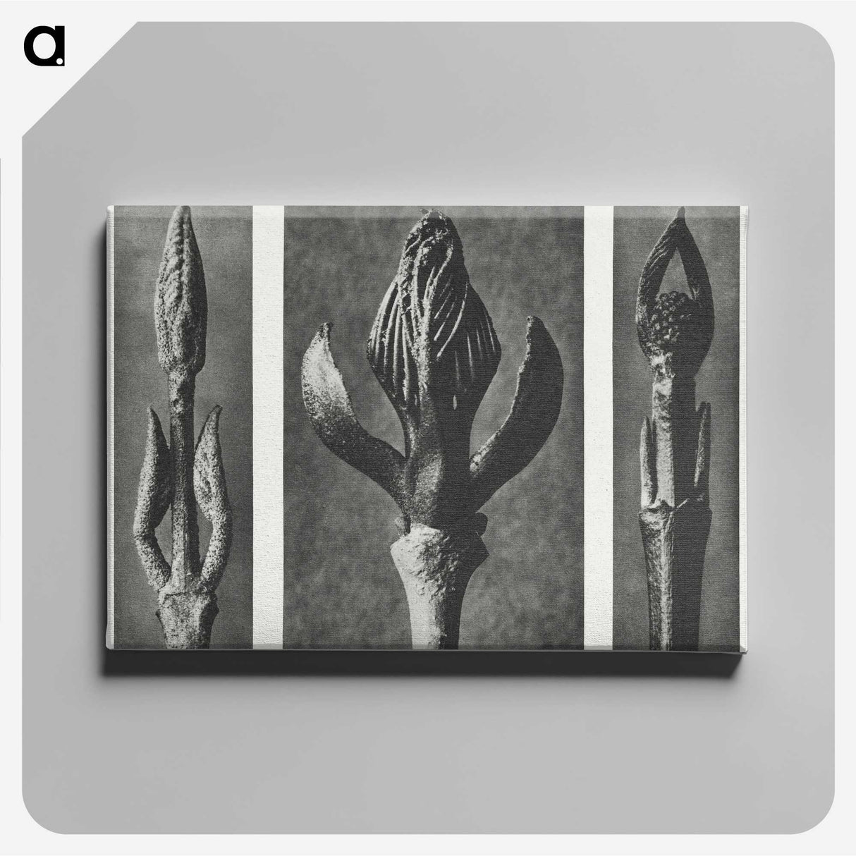 2-29_Karl-Blossfeldt_canvas