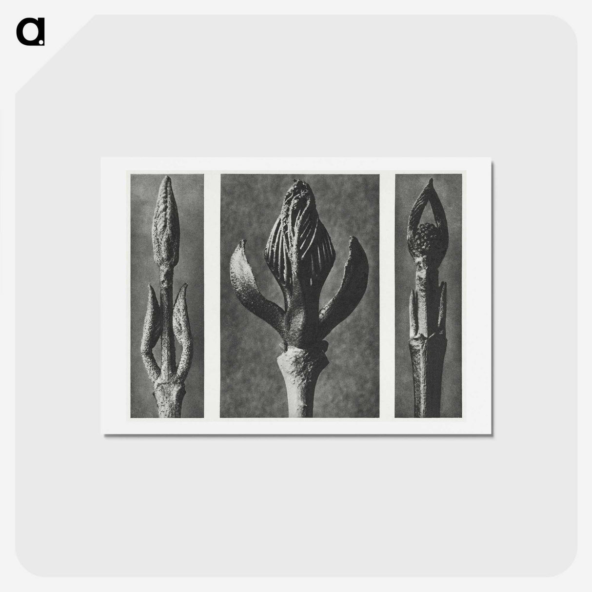 2-29_Karl-Blossfeldt_hagaki