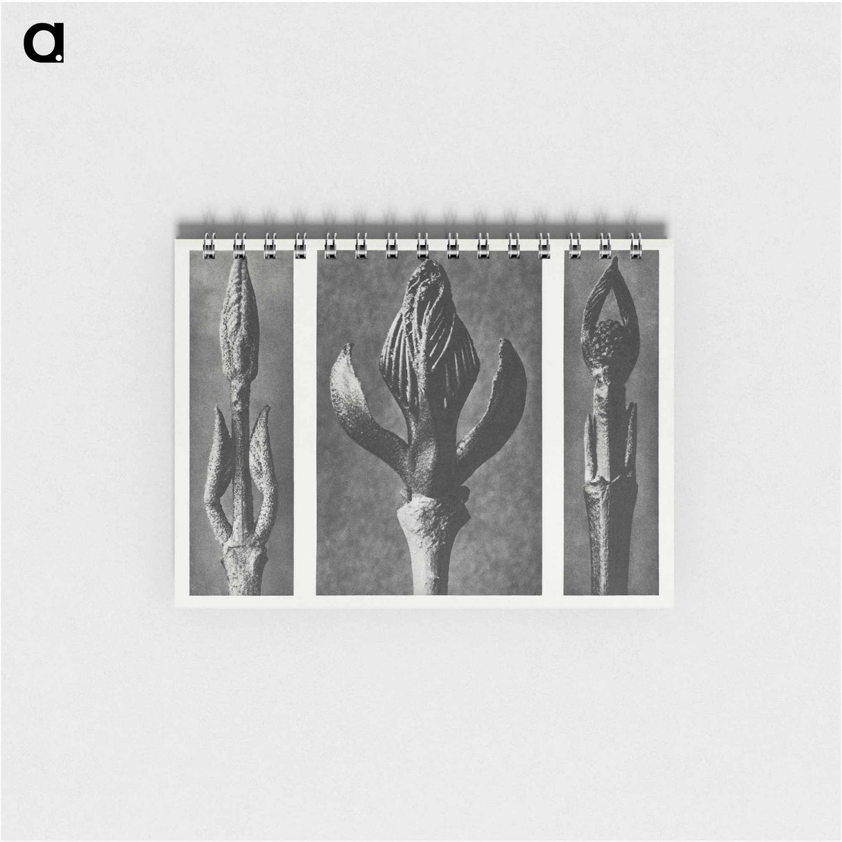 Callicarpa Dichotoma (Beautyberry) enlarged 7 times, Fraxinus Ornus (Flowering Ash) enlarged 6 times, and Cornus Pubescens (Dogwood) enlarged 8 times from Urformen der Kunst by. - カール ブロスフェルト Memo.