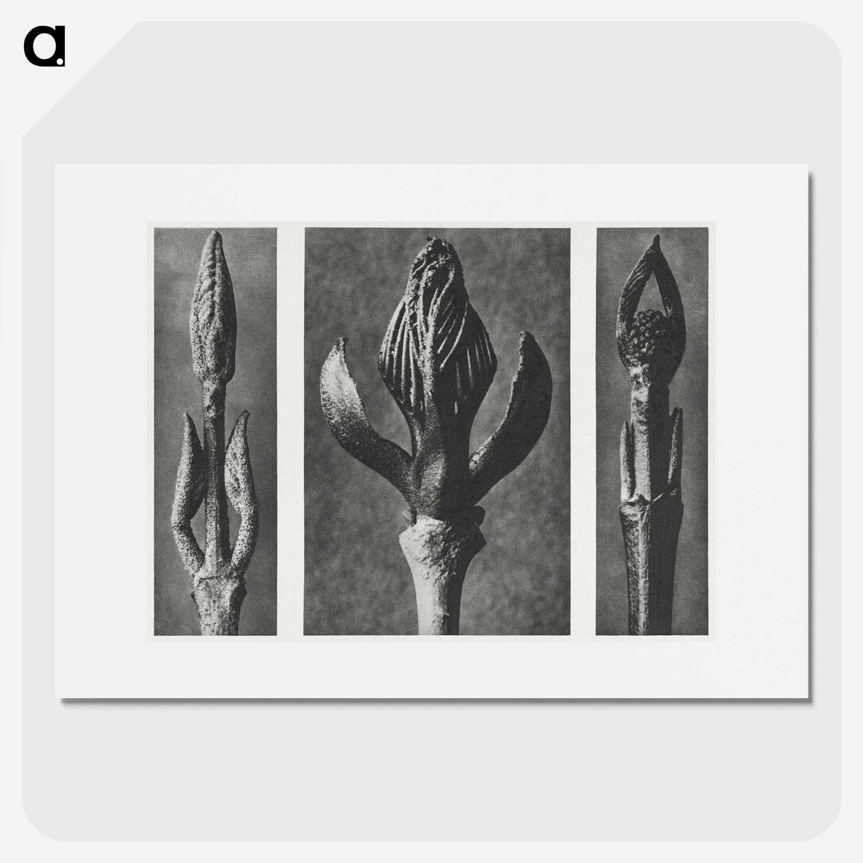 2-29_Karl-Blossfeldt_picture