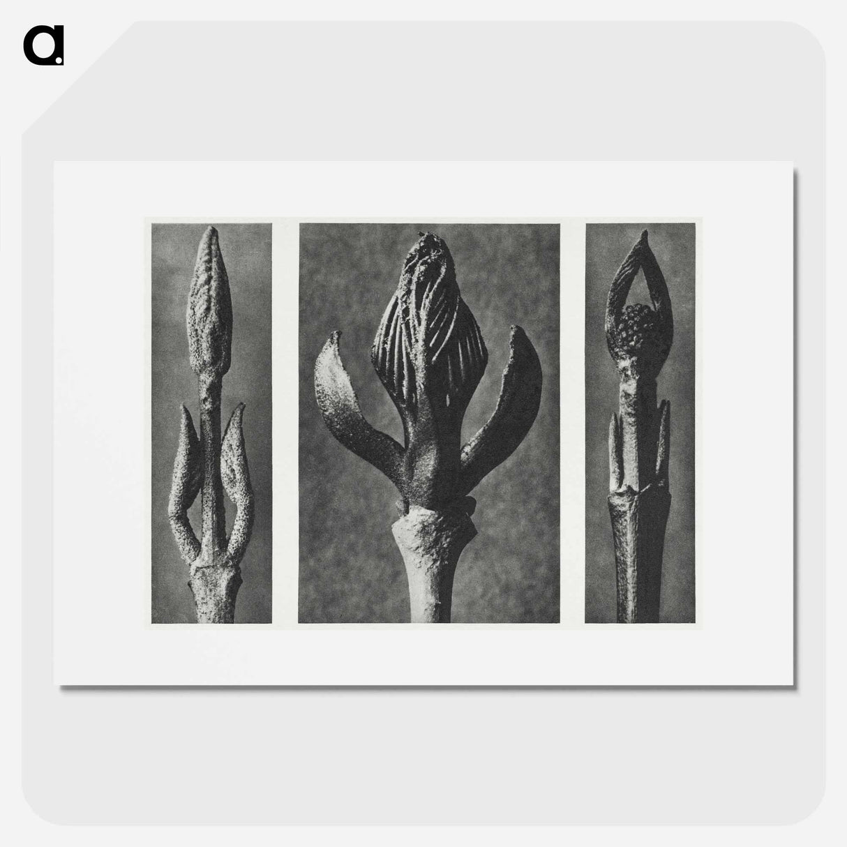 Callicarpa Dichotoma (Beautyberry) enlarged 7 times, Fraxinus Ornus (Flowering Ash) enlarged 6 times, and Cornus Pubescens (Dogwood) enlarged 8 times from Urformen der Kunst by. - カール ブロスフェルト Poster.