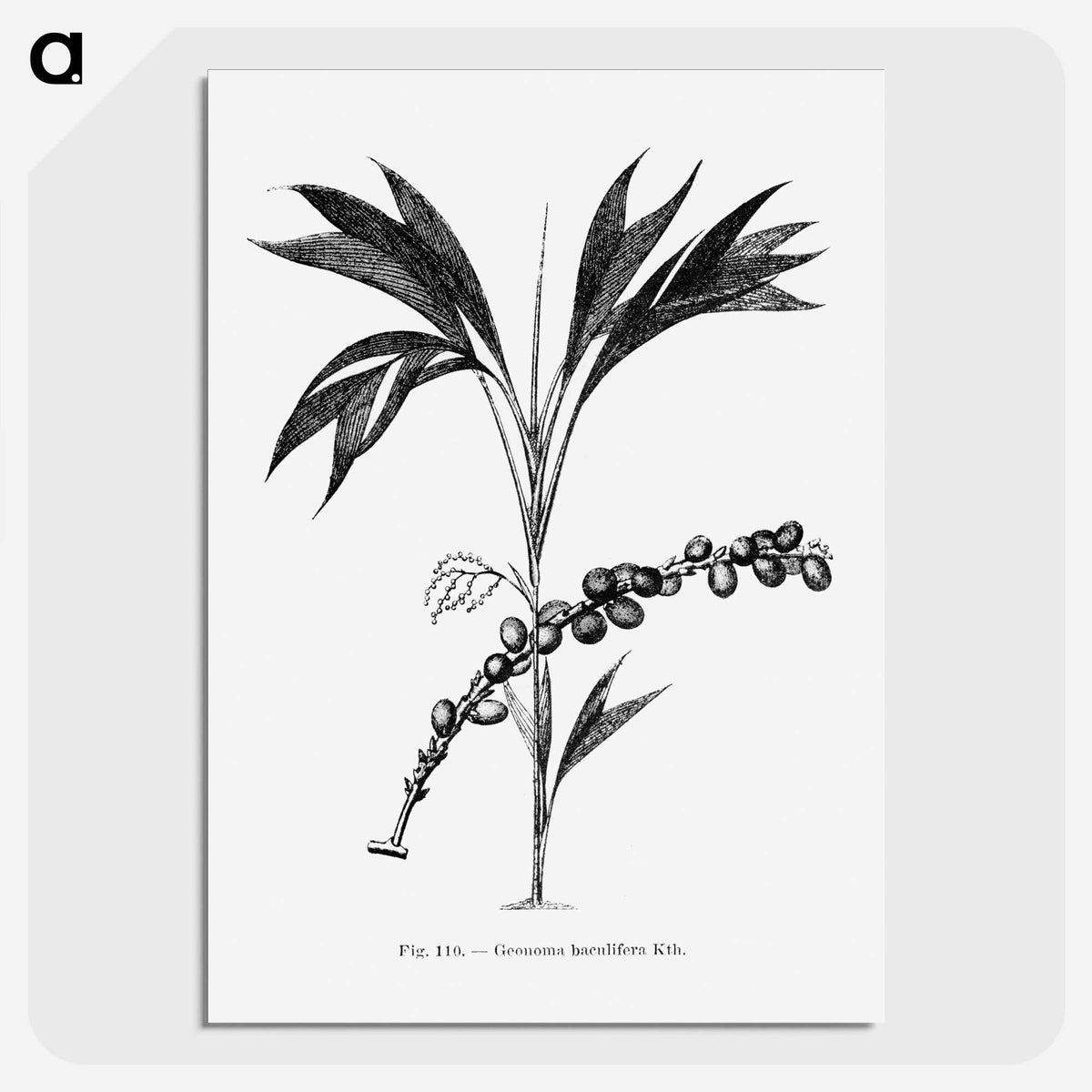 2-29_Les-Palmiers-Histoire-Iconographique_picture-crop