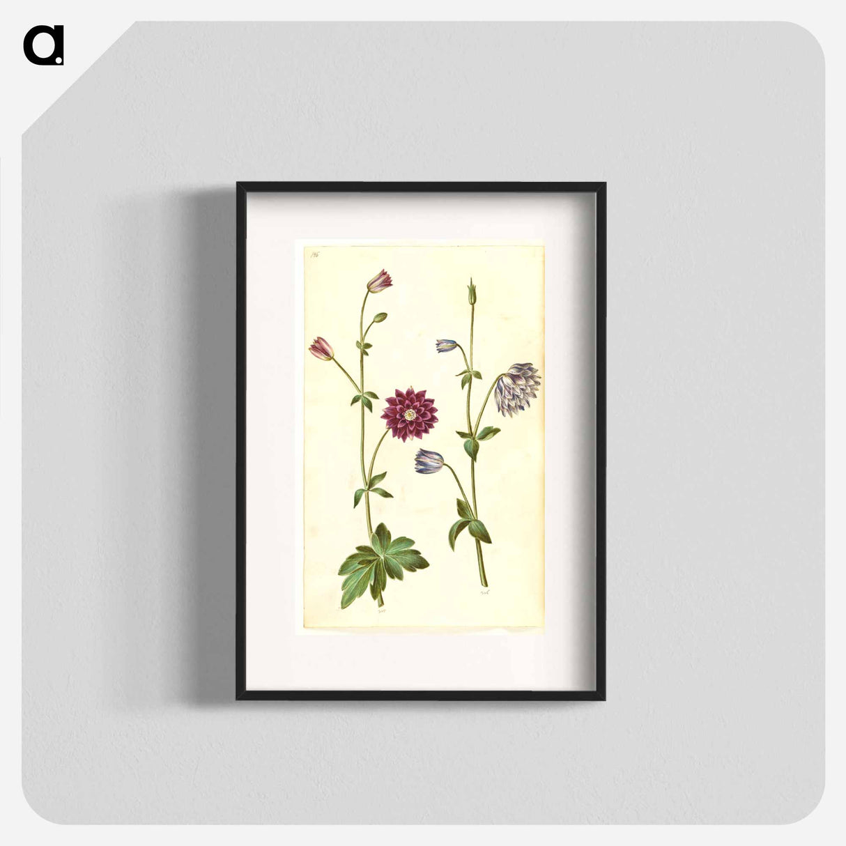 アートポスター-Aquilegia vulgaris
- マリア ジビーラ メーリアン Poster.