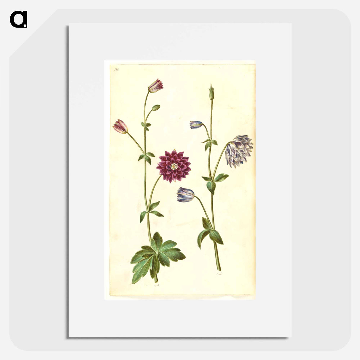 アートポスター-Aquilegia vulgaris
- マリア ジビーラ メーリアン Poster.