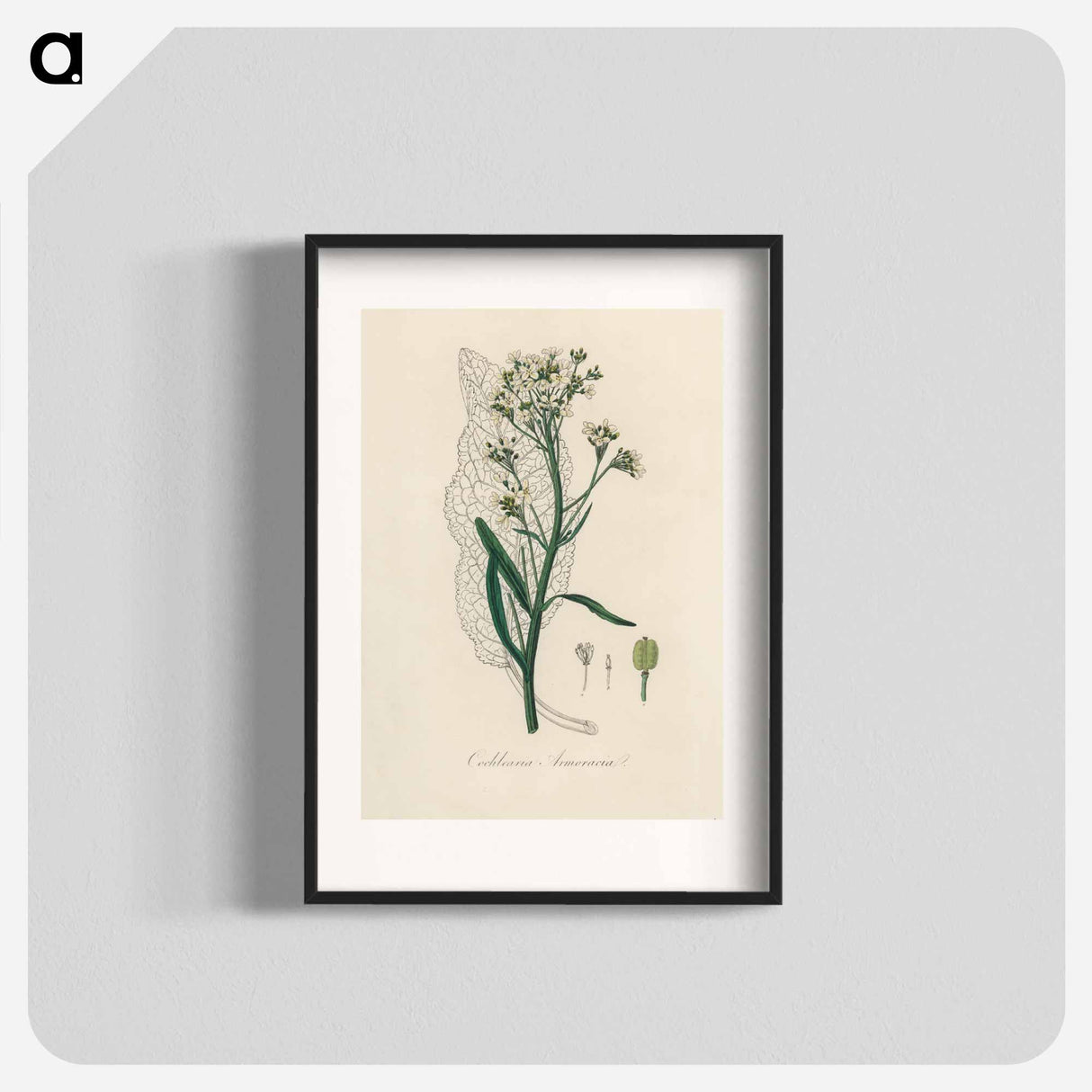 アートポスター-Horseradish Illustration
- 薬用植物学 Poster.