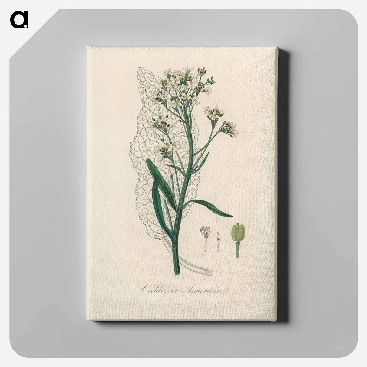 アートパネル-Horseradish Illustration
- 薬用植物学 Canvas.