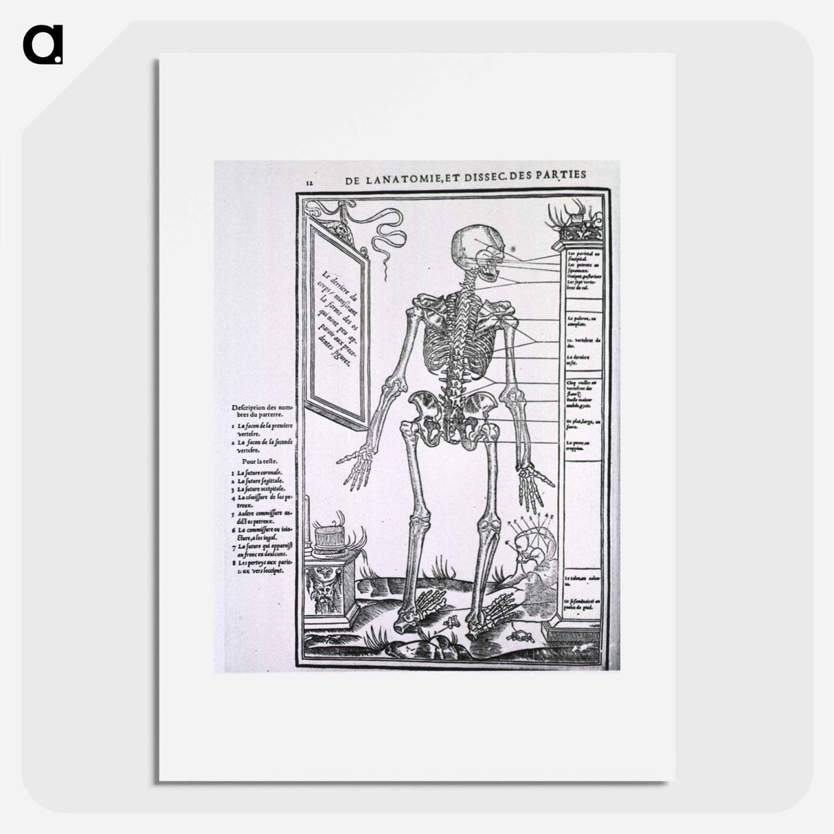 アートポスター-Anatomy of a Skeleton
- 国立医学図書館 Poster.
