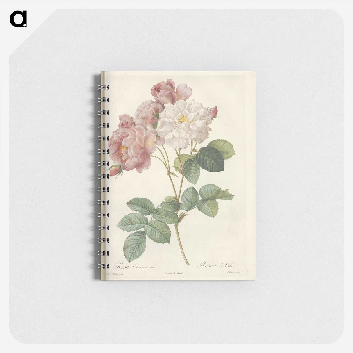 2-29_Pierre-Joseph-Redoute_memo