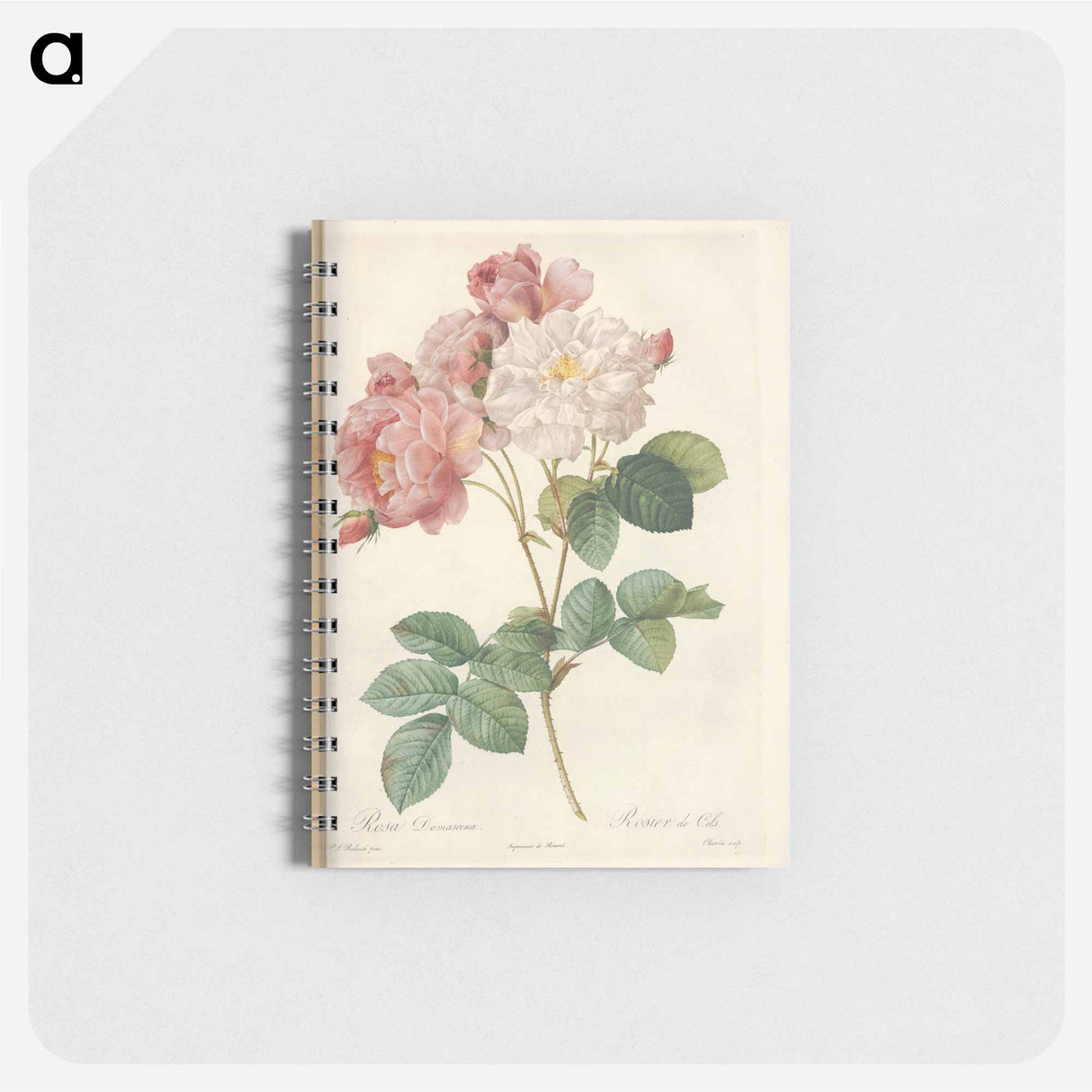 Rose illustration - ピエール ジョゼフ ルドゥーテ Memo.