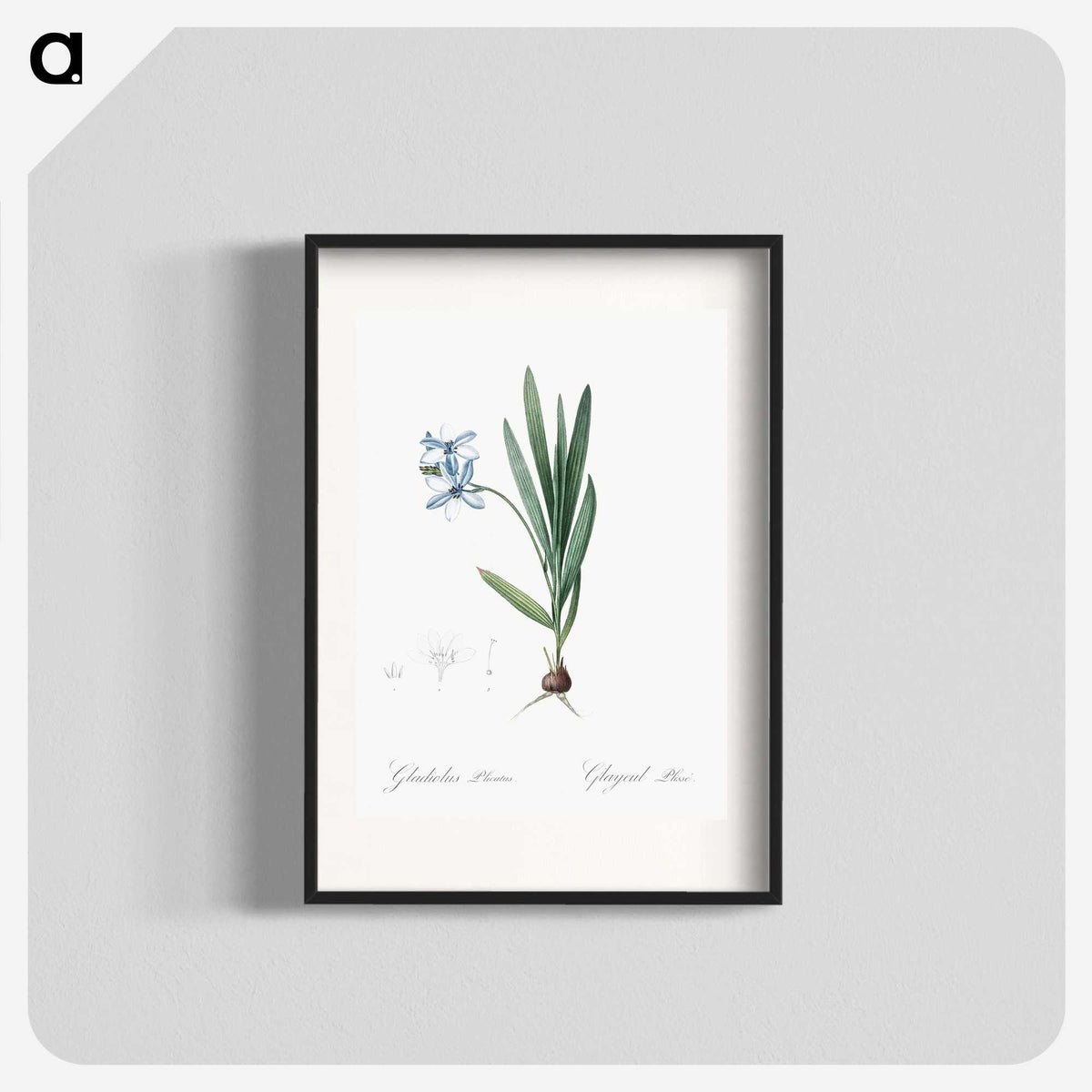 2-29_The-Lilies_blk