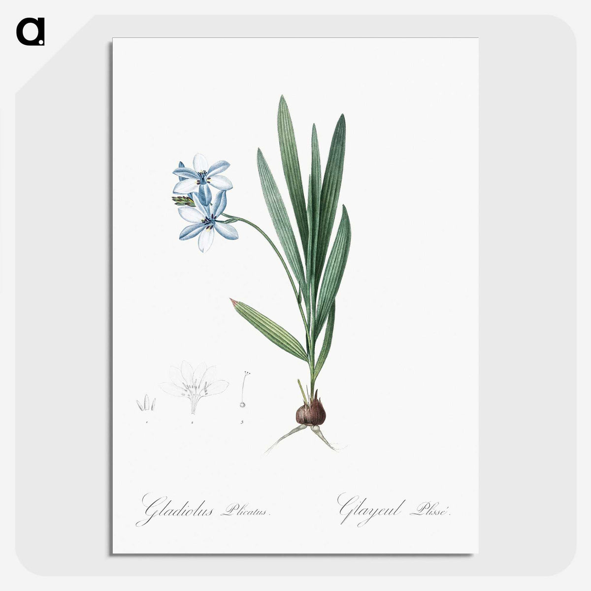 2-29_The-Lilies_picture-crop