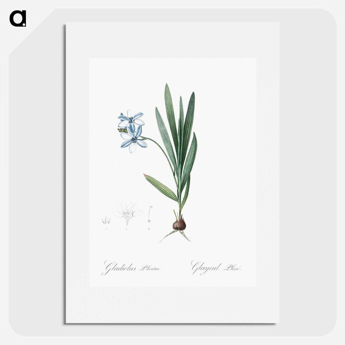 2-29_The-Lilies_picture