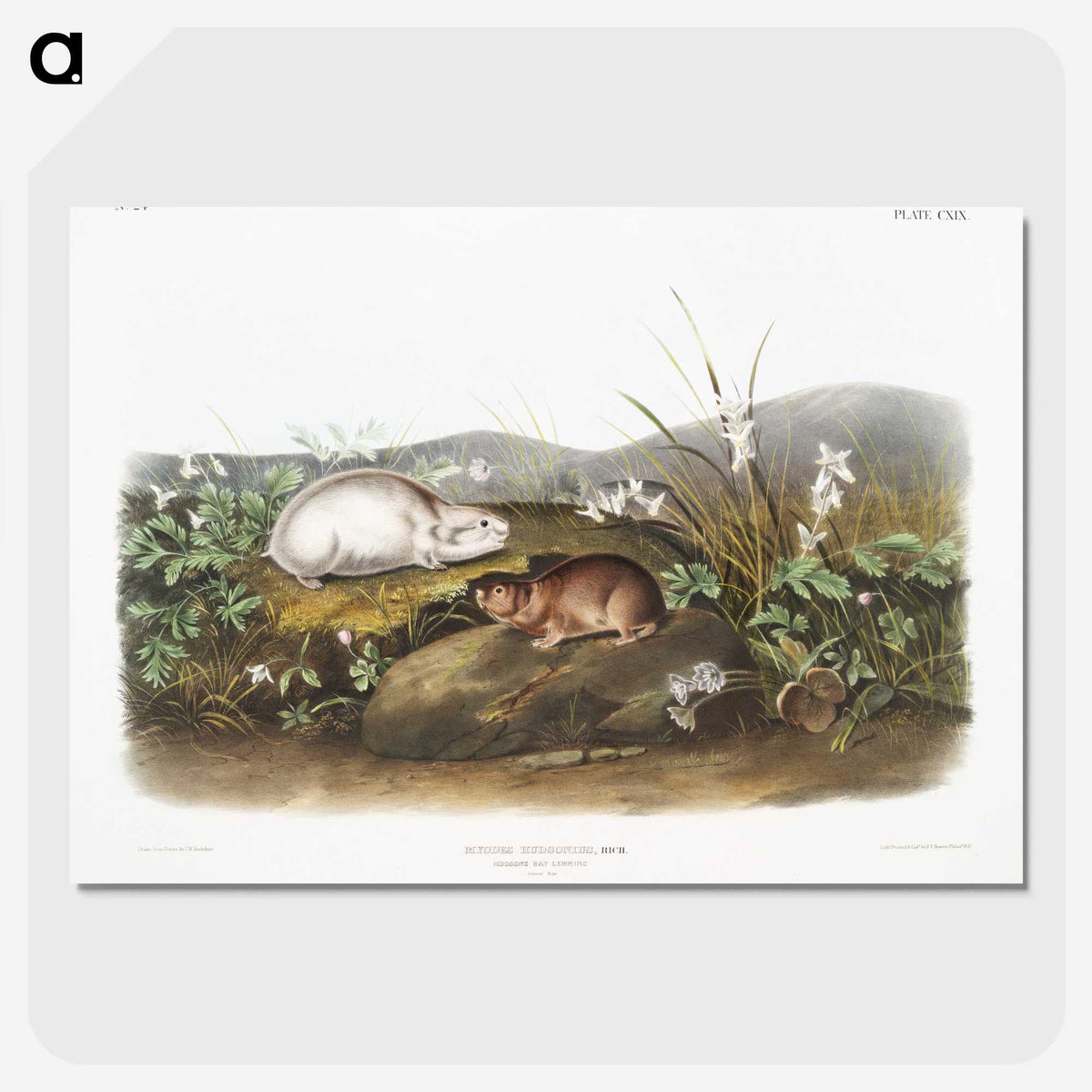 2-29_The-Viviparous-Quadrupeds_picture-crop