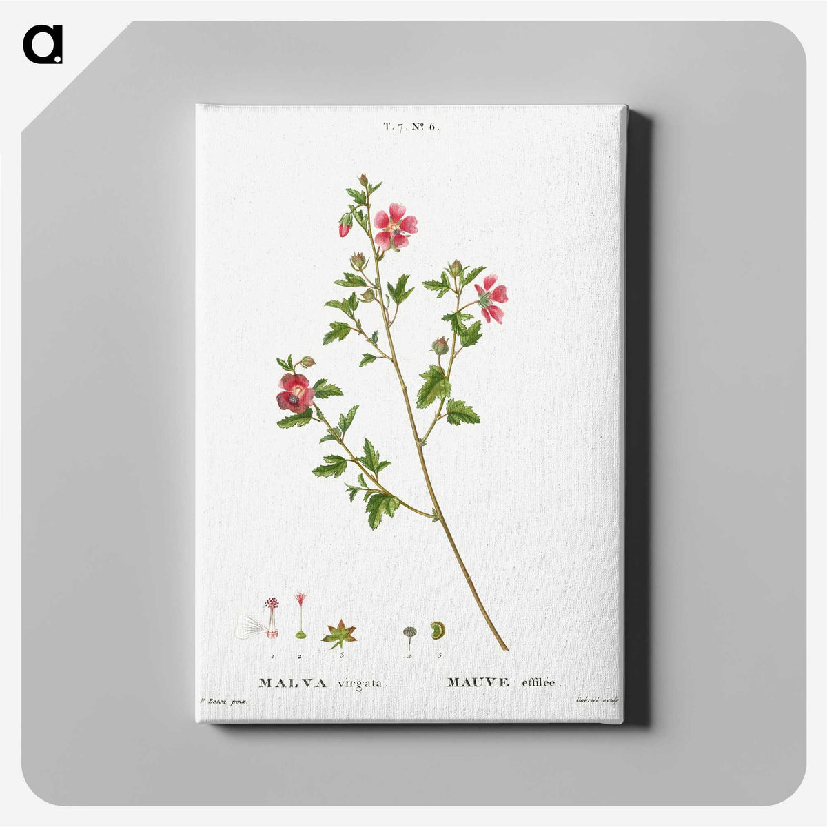 2-29_Treatise-on-Trees-and-Shrubs_canvas