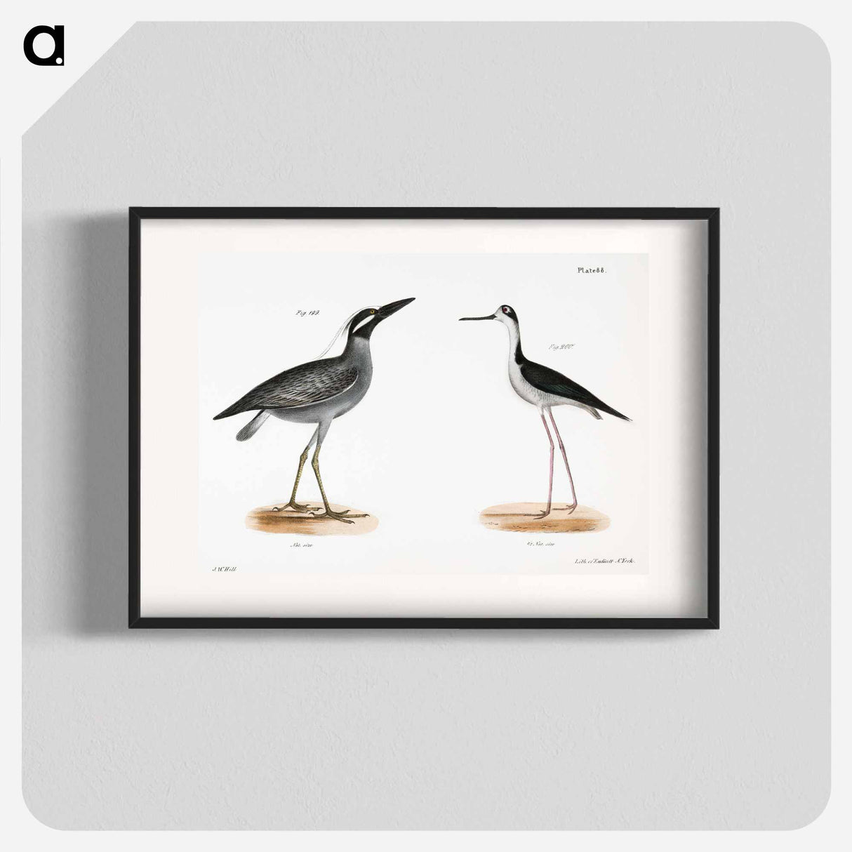 Yellow-crowned Night Heron (Ardea violacea) Lawyer (Himantopus nigricollis) illustration from Zoology of New York by - Zoology of New York Poster.