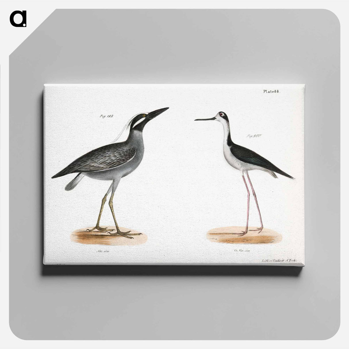 Yellow-crowned Night Heron (Ardea violacea) Lawyer (Himantopus nigricollis) illustration from Zoology of New York by - ニューヨークの動物学 Canvas.