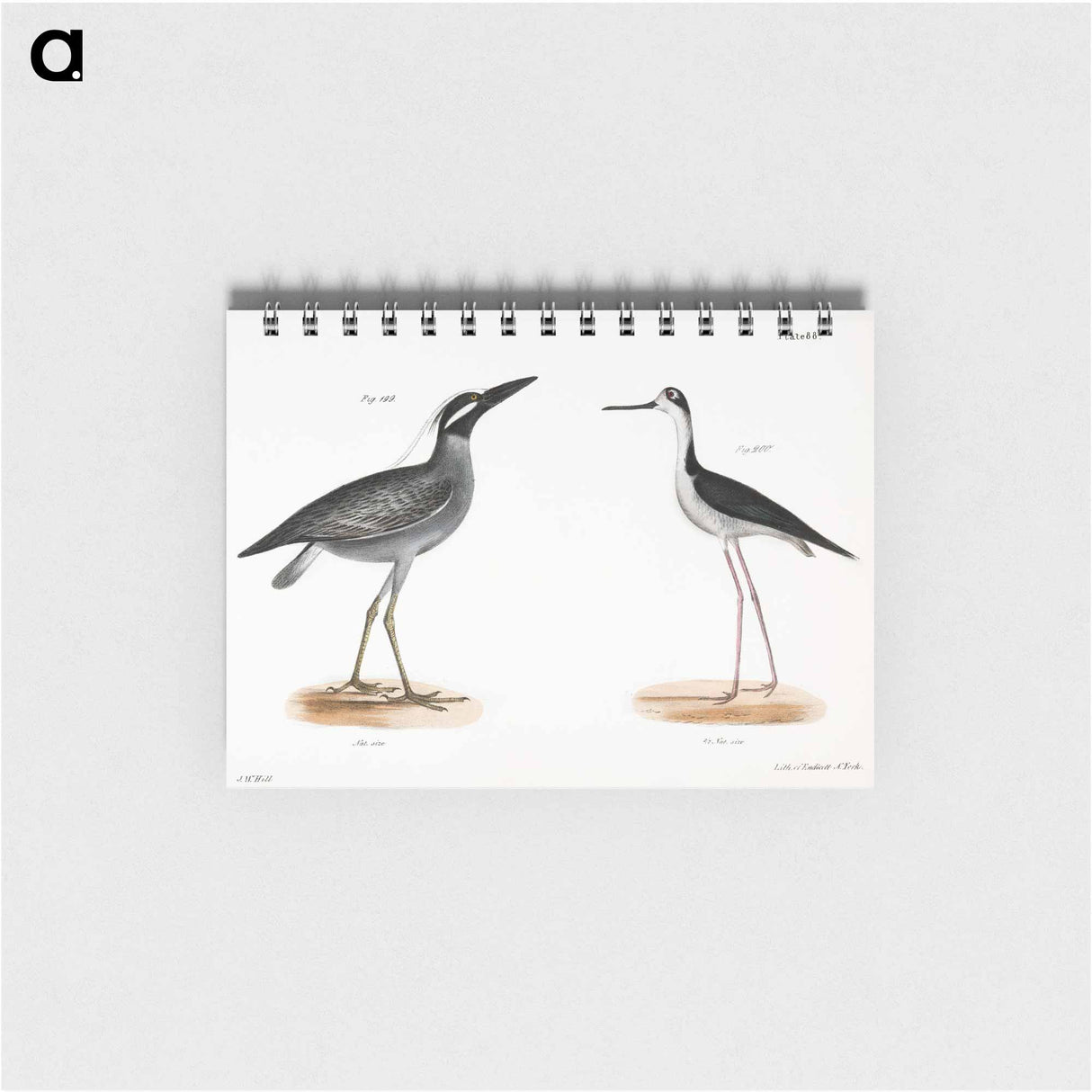 Yellow-crowned Night Heron (Ardea violacea) Lawyer (Himantopus nigricollis) illustration from Zoology of New York by - ニューヨークの動物学 Memo.