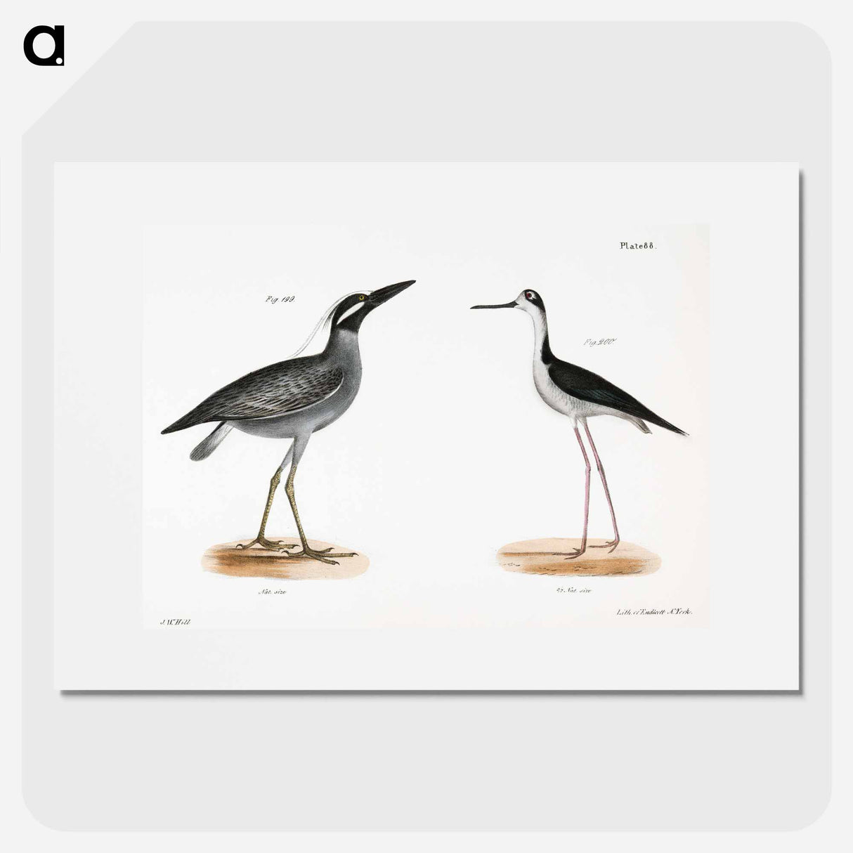 Yellow-crowned Night Heron (Ardea violacea) Lawyer (Himantopus nigricollis) illustration from Zoology of New York by - Zoology of New York Poster.