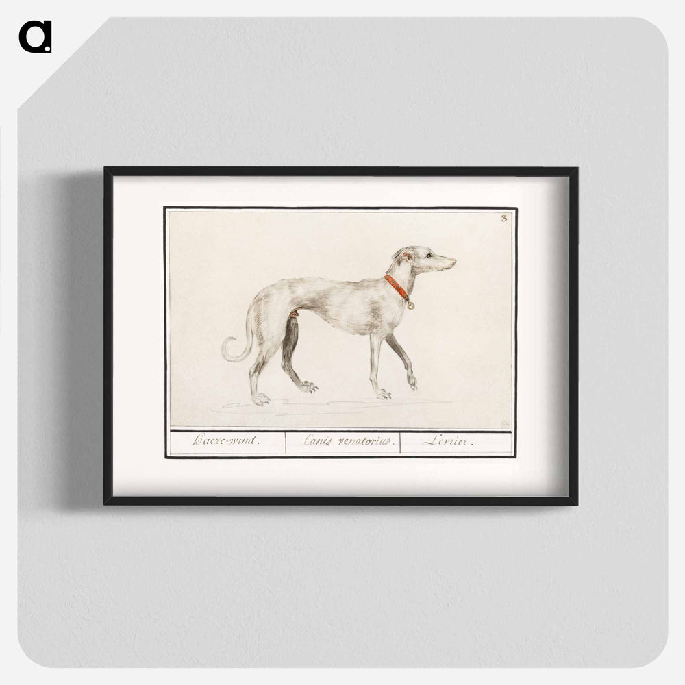 Greyhound - アンセルムス ボエティウス デ ブート Poster.