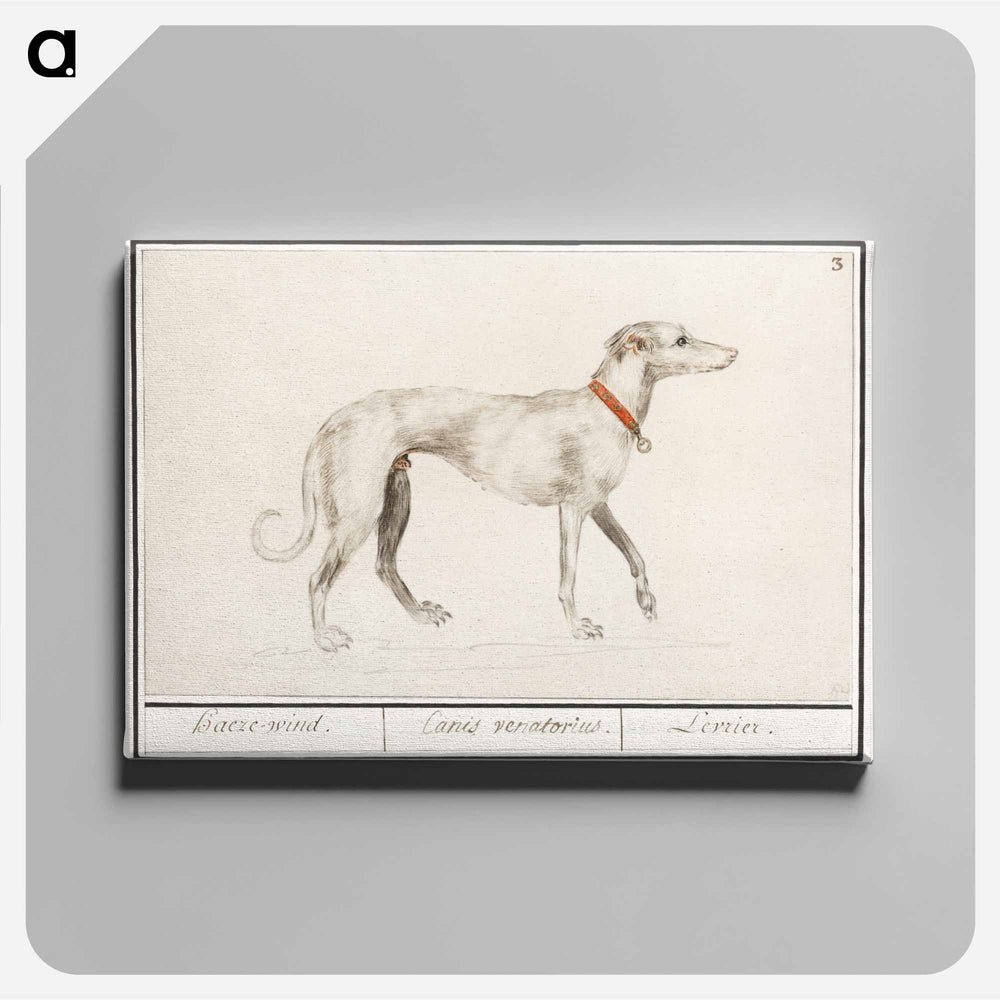 Greyhound - アンセルムス ボエティウス デ ブート Canvas.
