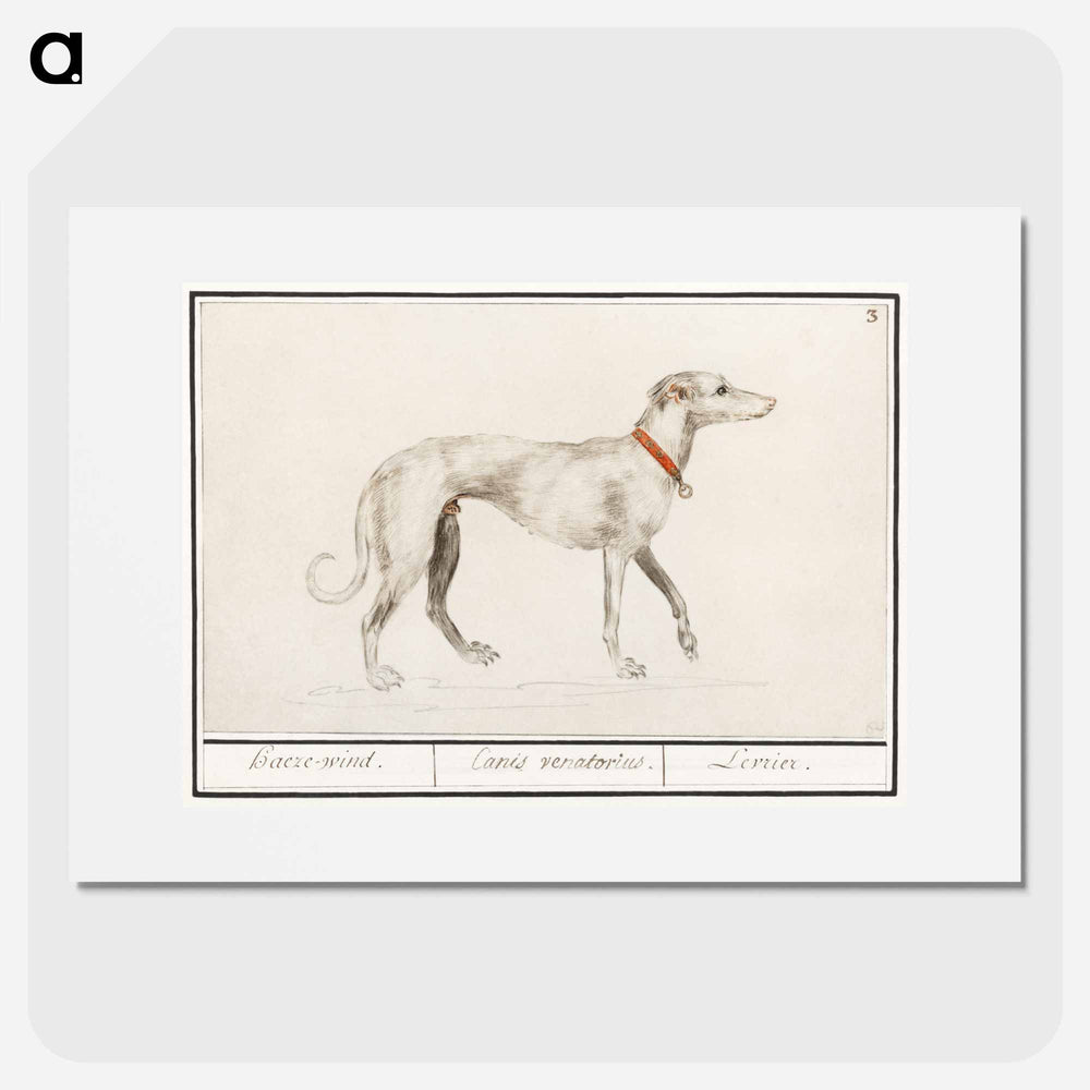 Greyhound - アンセルムス ボエティウス デ ブート Poster.