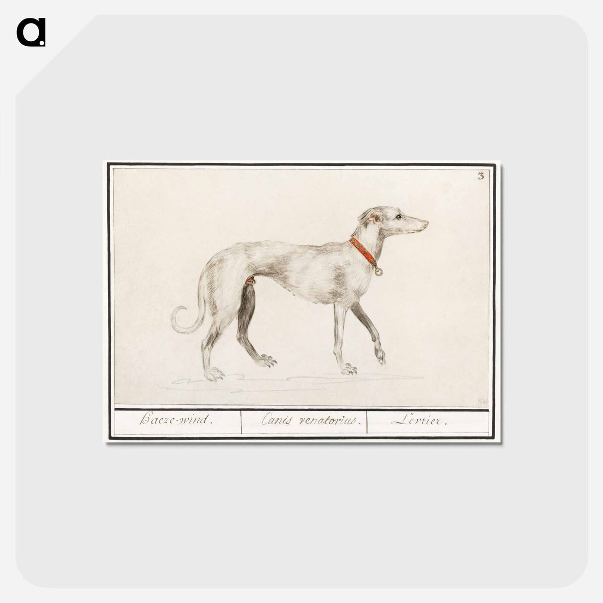 アートポストカード-Greyhound - アンセルムス ボエティウス デ ブート Postcard.