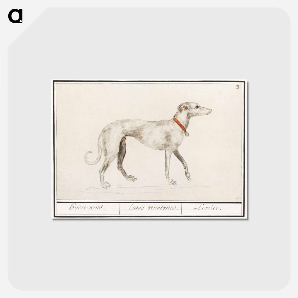 Greyhound - アンセルムス ボエティウス デ ブート Postcard.