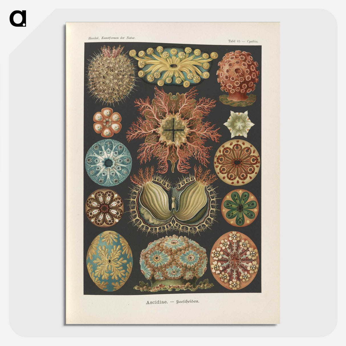 2-2_Ernst-Haeckel_picture-crop