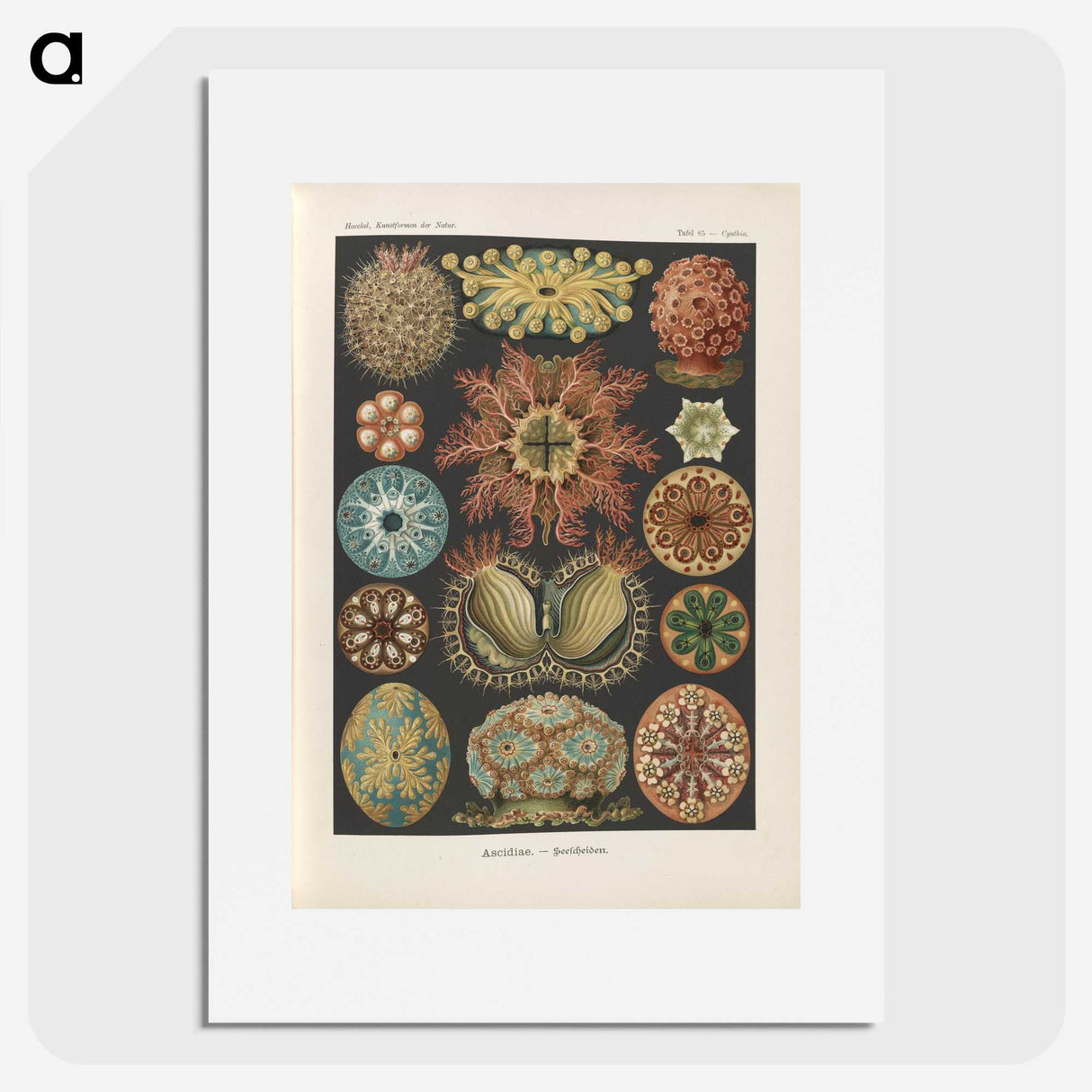 2-2_Ernst-Haeckel_picture