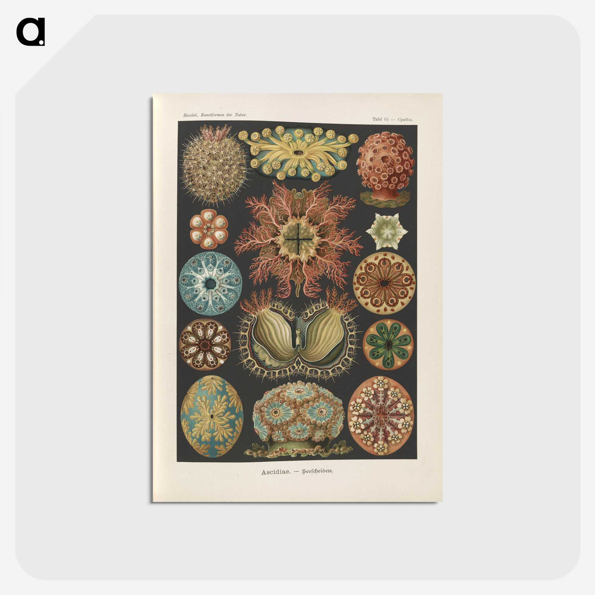 2-2_Ernst-Haeckel_postcard