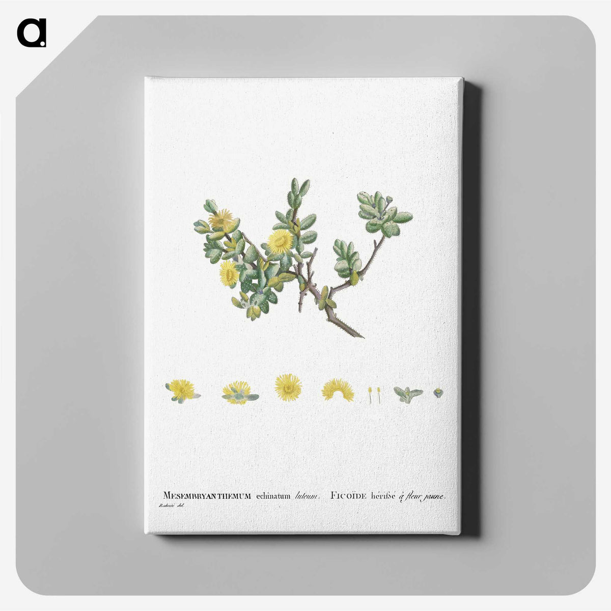 2-2_Histoire-des-Plantes-Grasses_canvas