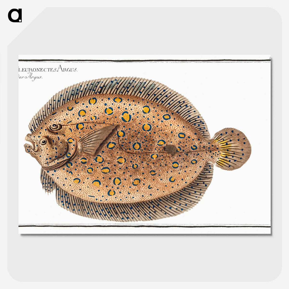 2-2_Ichtyologie-ou-Histoire-naturelle_picture-crop
